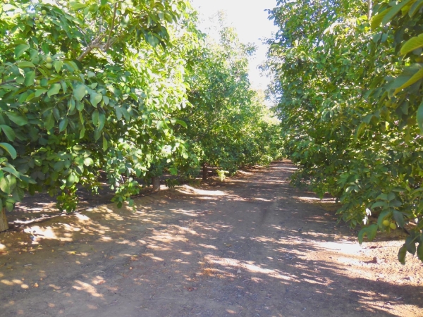 Listing Image #1 - Land for sale at Clark Road, Live Oak CA 95953
