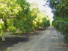 Listing Image #2 - Land for sale at Clark Road, Live Oak CA 95953