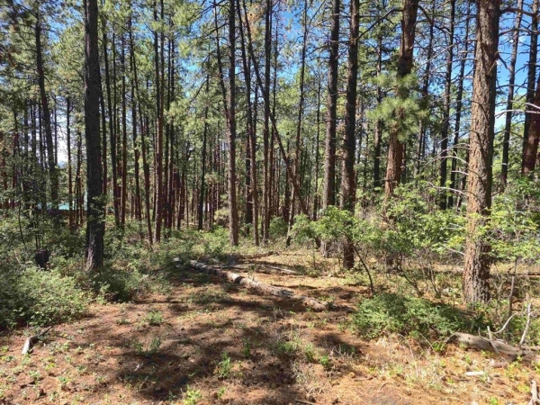 Listing Image #3 - Land for sale at 256 and 19 Blue Ridge Drive, Bayfield CO 81122 Listing Image #3 - Land for sale at 256 and 19 Blue Ridge Drive, Bayfield CO 81122