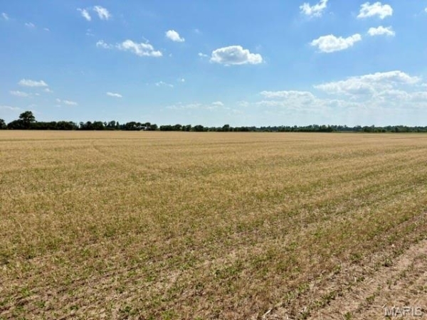 Listing Image #2 - Others for sale at 0 S Highway BB, East Prairie MO 63845 Listing Image #2 - Others for sale at 0 S Highway BB, East Prairie MO 63845