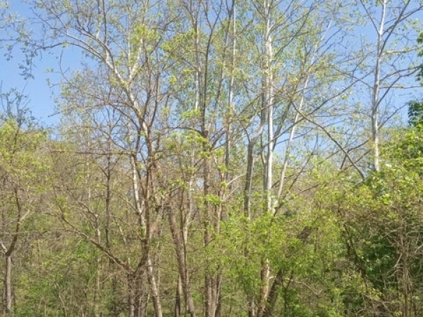 Listing Image #3 - Land for sale at 000 Timber Circle, Tunas MO 65764 Listing Image #3 - Land for sale at 000 Timber Circle, Tunas MO 65764
