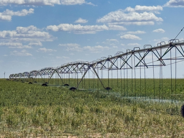Listing Image #1 - Land for sale at FM 37, Cotton Center TX 79021 Listing Image #1 - Land for sale at FM 37, Cotton Center TX 79021