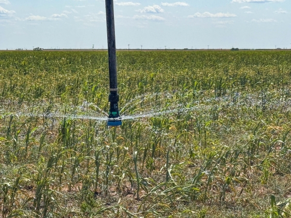 Listing Image #3 - Land for sale at FM 37, Cotton Center TX 79021 Listing Image #3 - Land for sale at FM 37, Cotton Center TX 79021