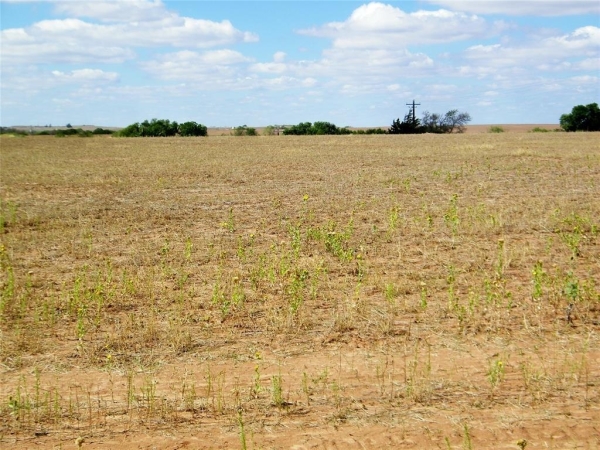 Listing Image #3 - Land for sale at 224170 E 800 Road, Taloga OK 73659