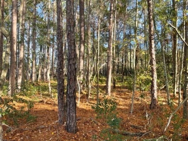 Listing Image #2 - Others for sale at 0 Old Ocilla Road, Tifton GA 31794