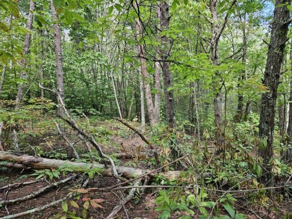 Listing Image #2 - Land for sale at 32 Belaire Drive, Copperhill TN 37317 Listing Image #2 - Land for sale at 32 Belaire Drive, Copperhill TN 37317