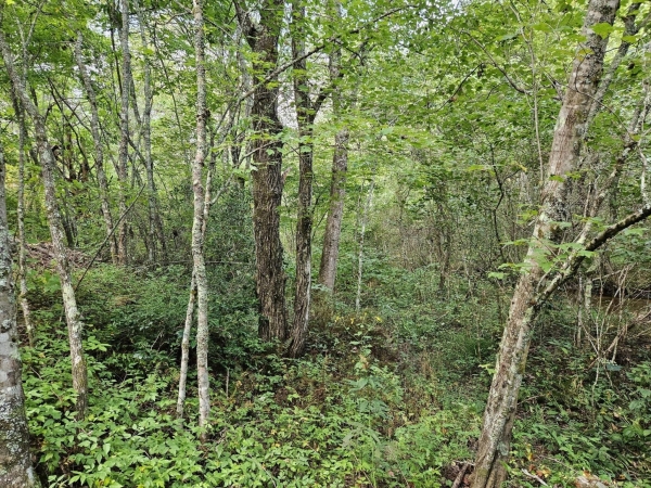 Listing Image #3 - Land for sale at 32 Belaire Drive, Copperhill TN 37317 Listing Image #3 - Land for sale at 32 Belaire Drive, Copperhill TN 37317
