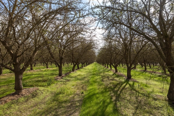 Listing Image #1 - Land for sale at Berkeley Avenue, Hughson CA 95326 Listing Image #1 - Land for sale at Berkeley Avenue, Hughson CA 95326