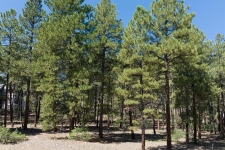 Listing Image #3 - Land for sale at 398 Iron King, Durango CO 81301