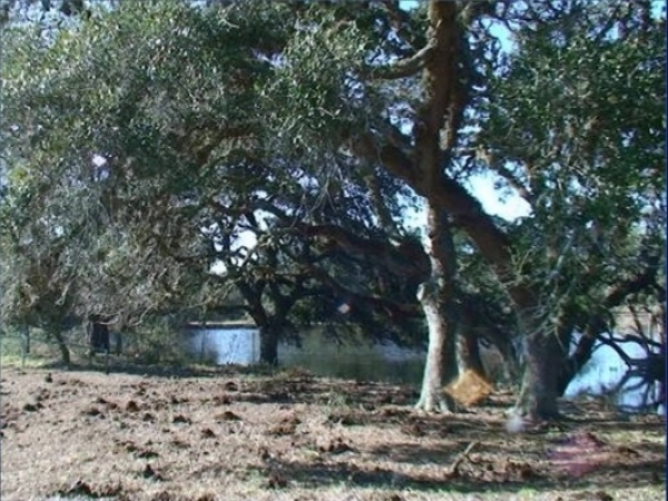 Listing Image #1 - Ranch for sale at 8000 US 90 Alternate @ CR 102, Rock Island TX 77470