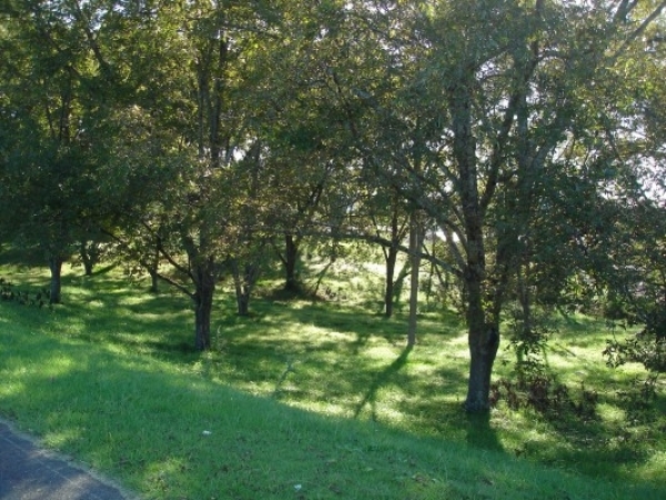 Listing Image #1 - Land for sale at 918 Sharit Avenue, Gardendale AL 35071
