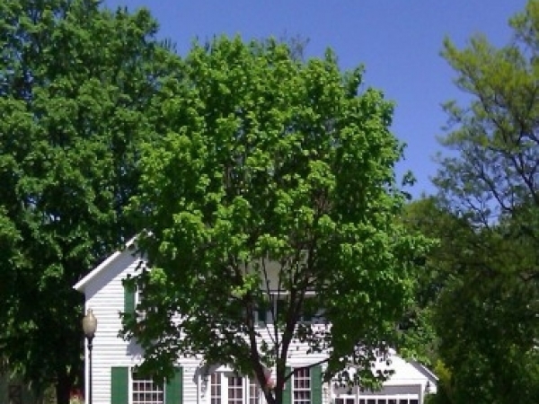 Listing Image #1 - Multi-Use for sale at 510 West University, Rochester MI 48307