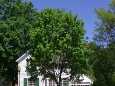 Listing Image #1 - Multi-Use for sale at 510 West University, Rochester MI 48307