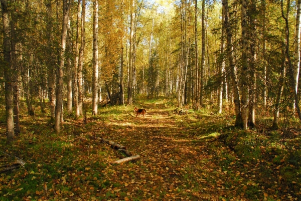 Listing Image #1 - Land for sale at Southwest intersection of W Willow Fishhook and Four Mile Ro, Willow AK 99688 Listing Image #1 - Land for sale at Southwest intersection of W Willow Fishhook and Four Mile Ro, Willow AK 99688
