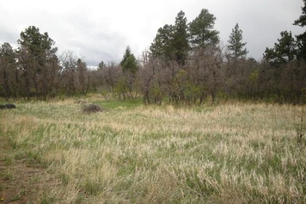 Listing Image #1 - Land for sale at 0 VIRGINIA AVE, PALMER LAKE CO 80933