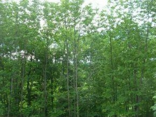 Listing Image #1 - Land for sale at 290 Thomas Lane, Stowe VT 05672