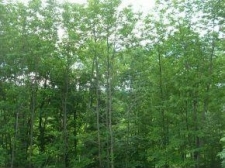 Listing Image #1 - Land for sale at 290 Thomas Lane, Stowe VT 05672