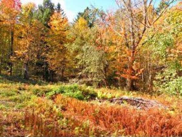Listing Image #1 - Land for sale at Falls Brook Ln, Stowe VT 05672
