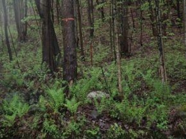 Listing Image #1 - Land for sale at Lot 3 Walton Road, Morristown VT 05661