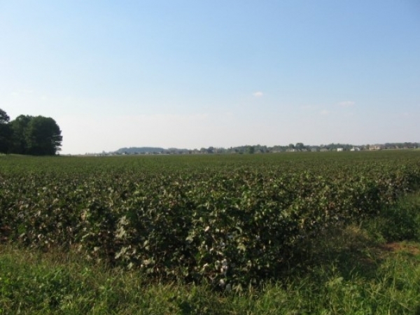 Listing Image #1 - Farm for sale at Mccollum Rd, Meridianville AL 35759