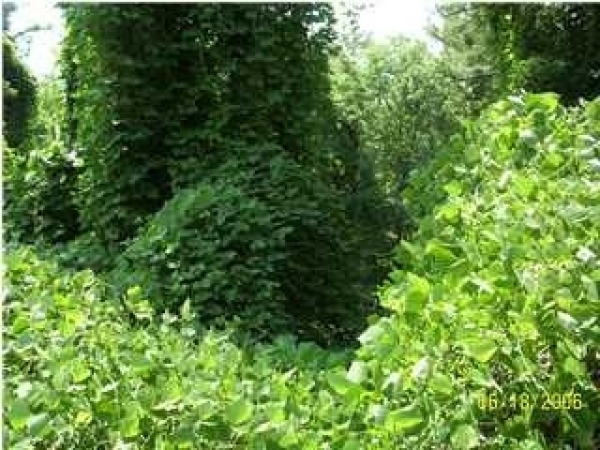 Listing Image #1 - Land for sale at Jordan Lake Road, Titus AL 36080 Listing Image #1 - Land for sale at Jordan Lake Road, Titus AL 36080