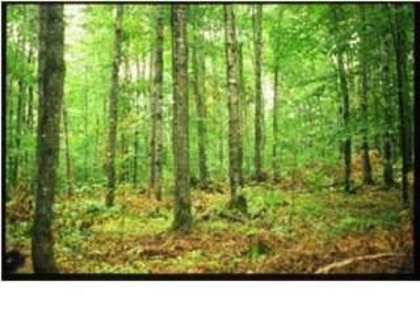 Listing Image #1 - Land for sale at 0 Liberty Road, Chelsea AL 35043 Listing Image #1 - Land for sale at 0 Liberty Road, Chelsea AL 35043
