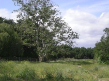 Listing Image #2 - Land for sale at Placerita Canyon Road, Santa Clarita CA 91321 Listing Image #2 - Land for sale at Placerita Canyon Road, Santa Clarita CA 91321