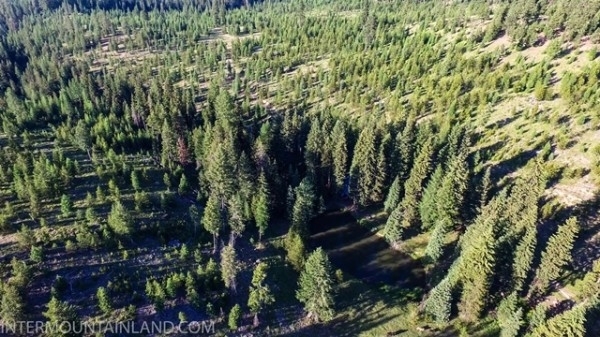 Listing Image #3 - Forest for sale at 53965 Hwy 203, Union OR 97883