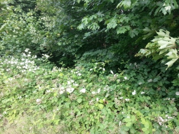 Listing Image #2 - Land for sale at 11313 NE Highway 99, Vancouver WA 98685