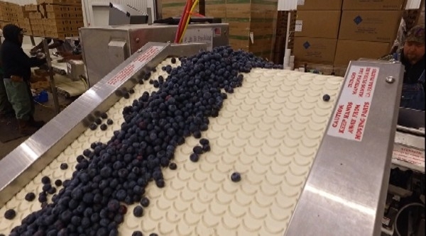 Listing Image #1 - Business for sale at 19450 E County Road 1474, Hawthorne FL 32640