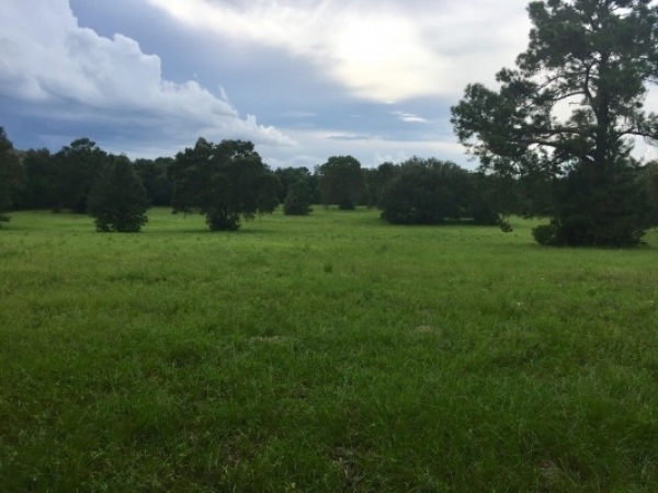 Listing Image #1 - Land for sale at 1350a ne 6th blvd (State Hwy 121), Williston FL 32696 Listing Image #1 - Land for sale at 1350a ne 6th blvd (State Hwy 121), Williston FL 32696