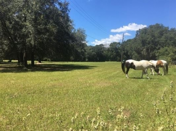 Listing Image #1 - Land for sale at 433 Springhill Road, Perry FL 32347 Listing Image #1 - Land for sale at 433 Springhill Road, Perry FL 32347