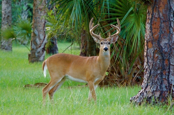 Listing Image #1 - Land for sale at Tiger Island, Cedar Key FL 32625 Listing Image #1 - Land for sale at Tiger Island, Cedar Key FL 32625